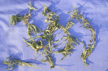 False sesame