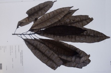 Sea Mango, Grey Milkwood