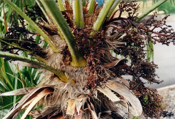 European fan palm, Dwarf Date Palm