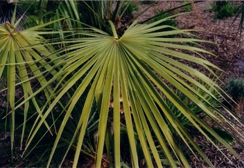 European fan palm, Dwarf Date Palm