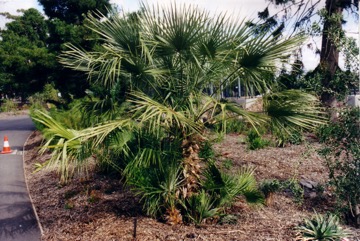 European fan palm, Dwarf Date Palm