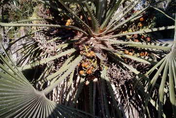 European fan palm, Dwarf Date Palm