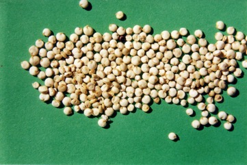 Quinoa