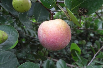 Cocoplum, Icaco
