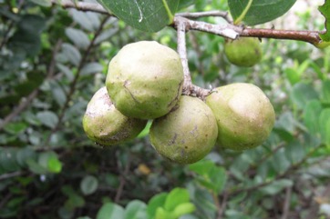 Cocoplum, Icaco