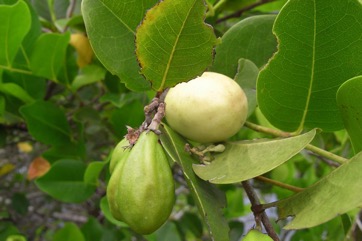 Cocoplum, Icaco