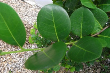 Cocoplum, Icaco