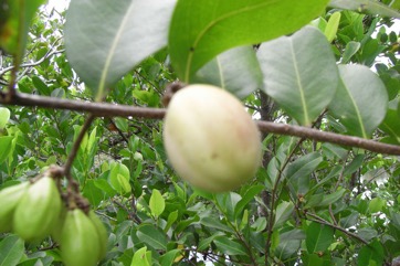 Cocoplum, Icaco