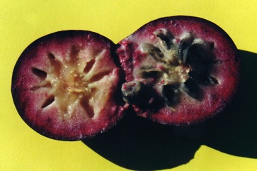 Star apple, Caimito
