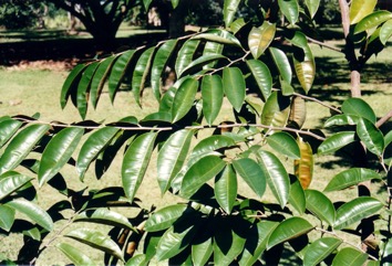 Star apple, Caimito