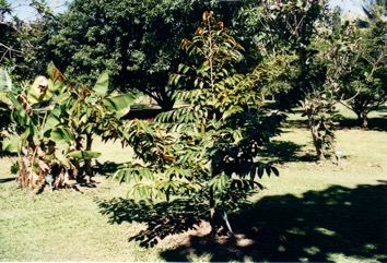 Star apple, Caimito