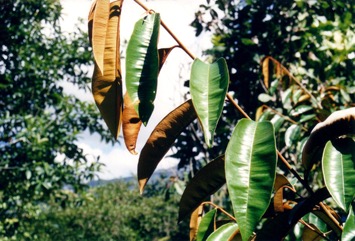 Star apple, Caimito