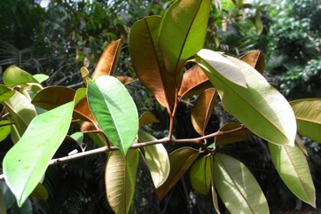 Star apple, Caimito