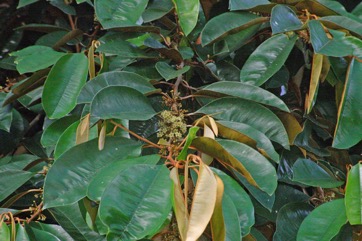 Star apple, Caimito