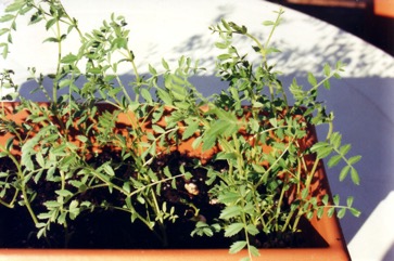Chickpea