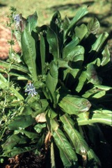 Chickory, Chicory
