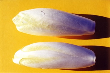 Chickory, Chicory