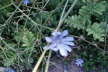 Chickory, Chicory