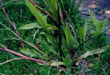 Chickory, Chicory