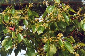 Camphor laurel