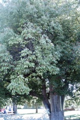 Camphor laurel