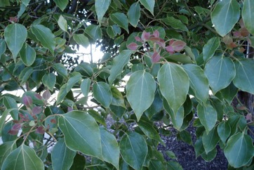 Camphor laurel