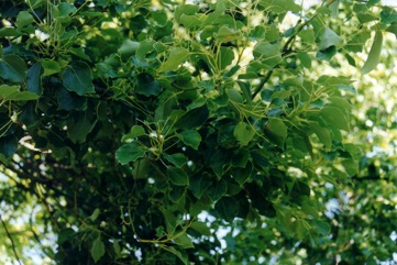 Camphor laurel