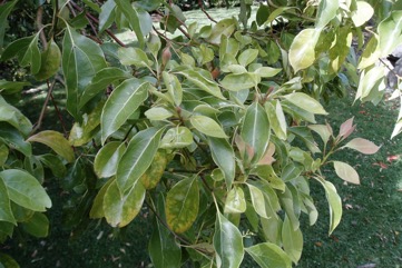 Camphor laurel