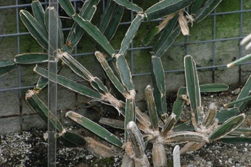 Edible stemmed vine