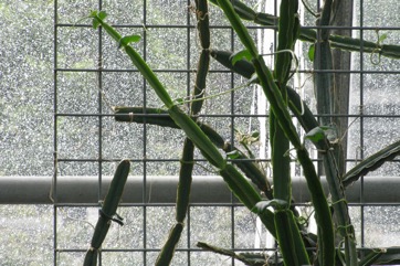 Edible stemmed vine