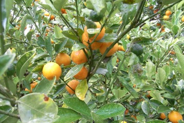 Calamondin orange, Panama orange