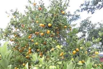 Calamondin orange, Panama orange