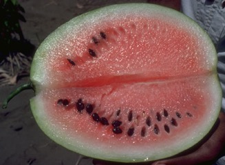 Watermelon