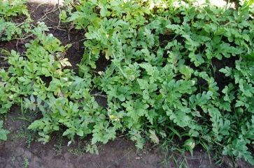 Watermelon