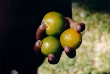 Lime