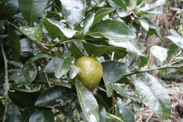 Lime