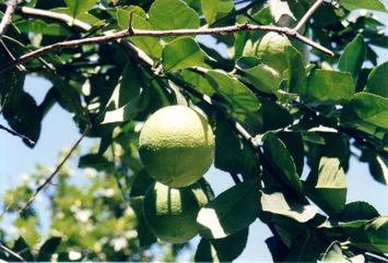 Lime