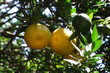 Seville orange