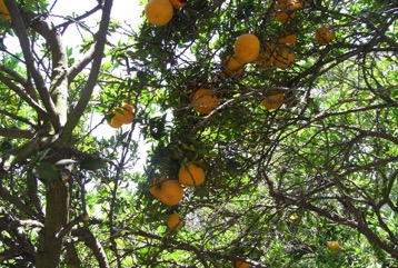 Seville orange