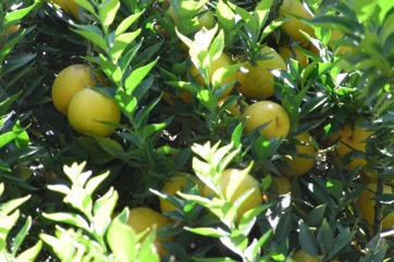 Seville orange