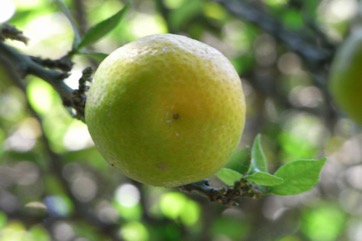 Seville orange