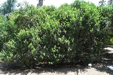 Seville orange
