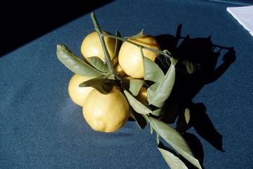 Lemon