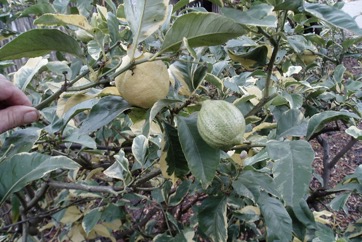 Lemon