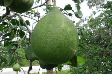 Pummelo, Pomelo