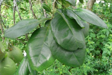 Pummelo, Pomelo