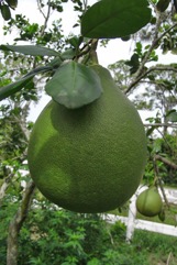Pummelo, Pomelo