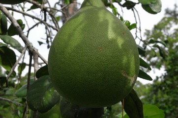 Pummelo, Pomelo