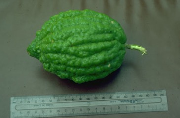 Citron