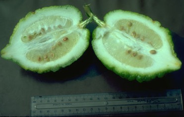 Citron